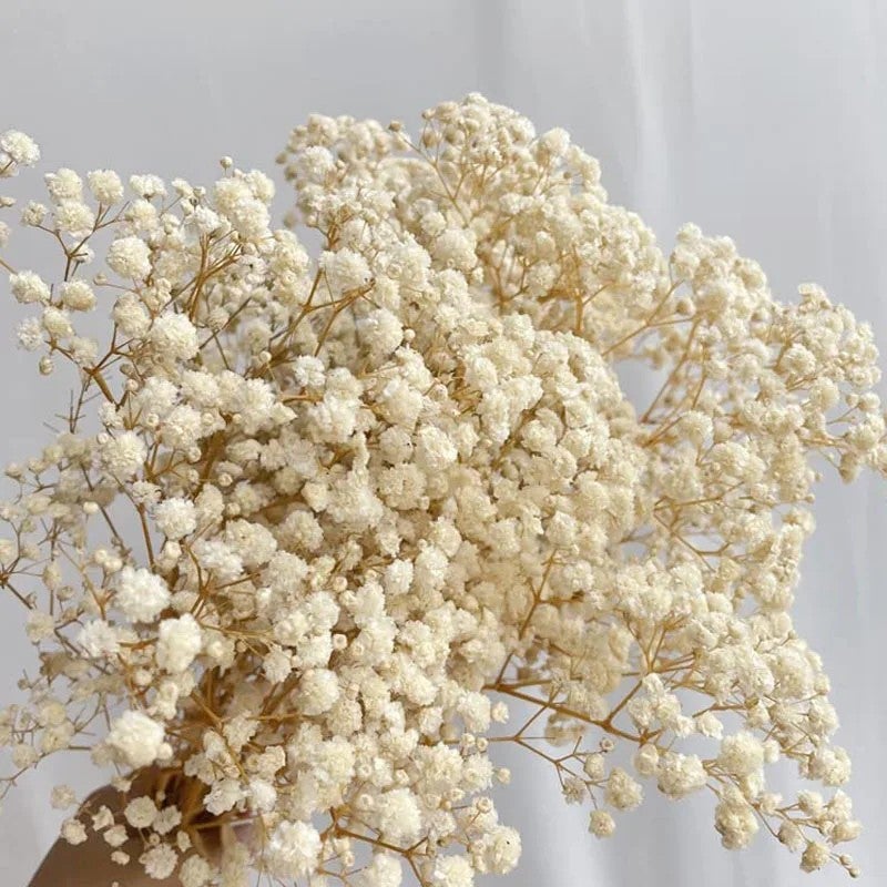 Bluejw Boho Party Wedding Home Decor – 80g Dried Baby's Breath Bouquet | Natural Dried Plants for Rustic Wedding Flower Arrangements, Centerpieces & DIY Decor - Image 3