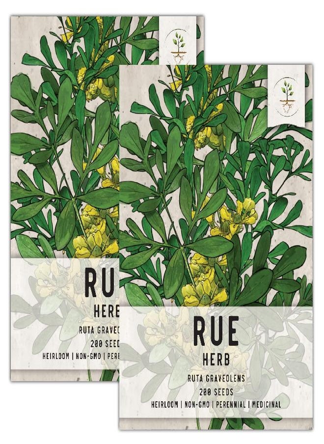Seed Needs - Seed Needs, Rue Herb Seeds for Planting (Ruta graveolens) Heirloom, Non-GMO & Untreated - Medicinal Herb (2 Packs) - Image 1