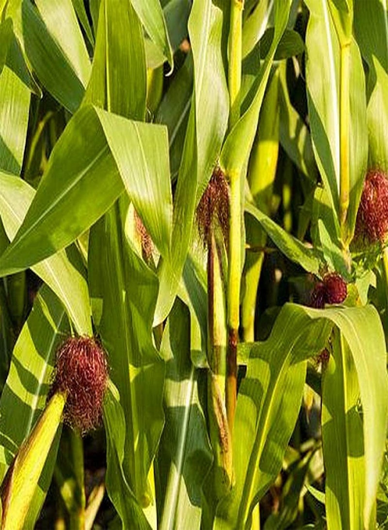 جي جوت 20 قطعة من بذور الذرة سهلة الزراعة، محاصيل سنوية صفراء ذهبية، روانو حلوة، أساسية للمزارع والحدائق، خضراوات منزلية شائعة - Image 2