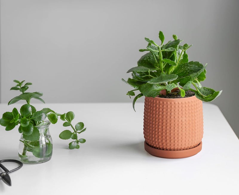 D'vine Dev Set of 2 Ceramic Plants Pots, 4 Inch Beaded Stoneware Flower Pot for Plants with Drainage Hole and Saucer, Terracotta, 27-E-Z-7 - Image 5