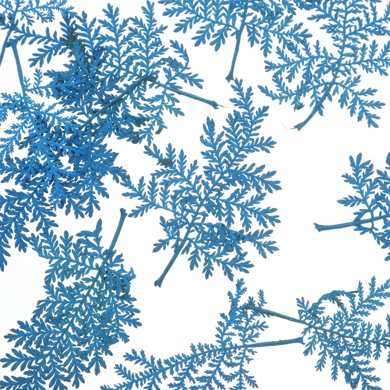 Blue Dried Leaves 48 Pieces Pressed Leaves Craft Kit for DIY Bookmarks Greeting Cards - Image 4