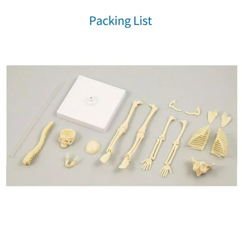 استكشاف العلوم الهيكل العظمي - TXL-117 - Image 4