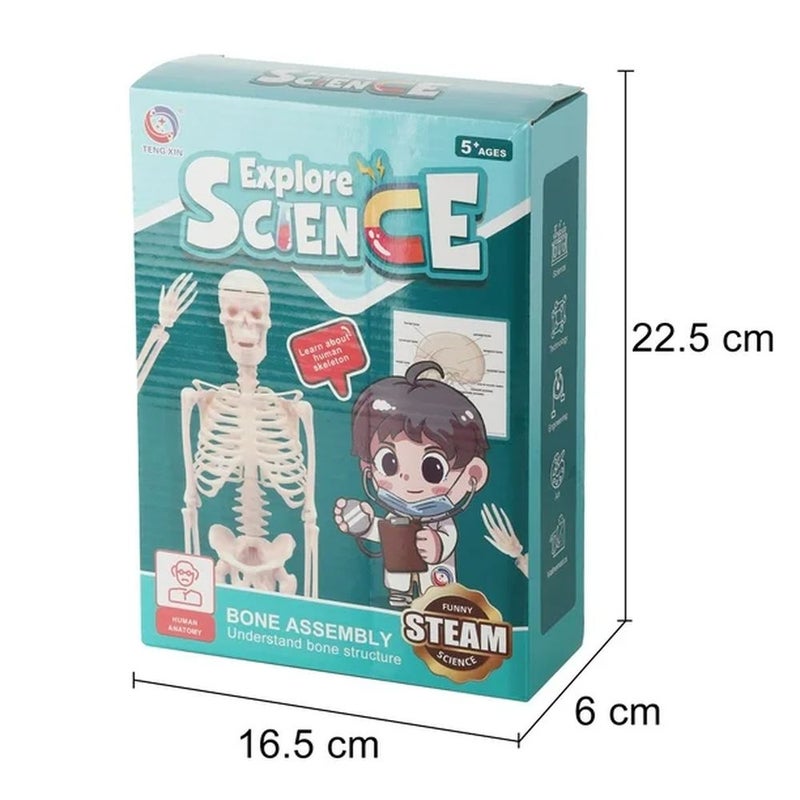 استكشاف العلوم الهيكل العظمي - TXL-117 - Image 5