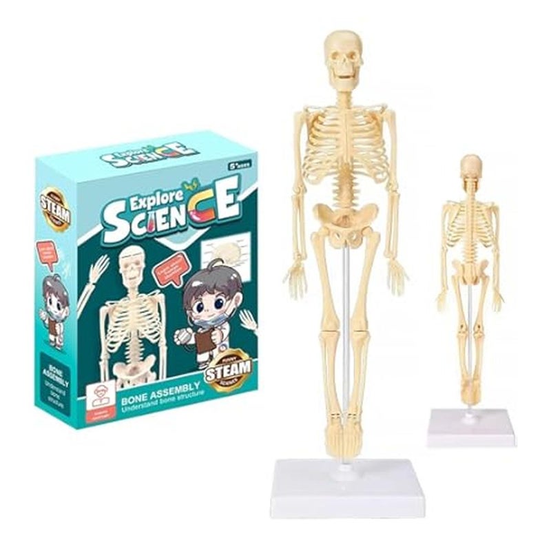 استكشاف العلوم الهيكل العظمي - TXL-117 - Image 2