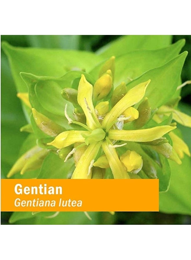 HERB PHARM مستخلص جنتيان من هيرب فارم، 4 أونصات (عبوة من 1) - Image 2