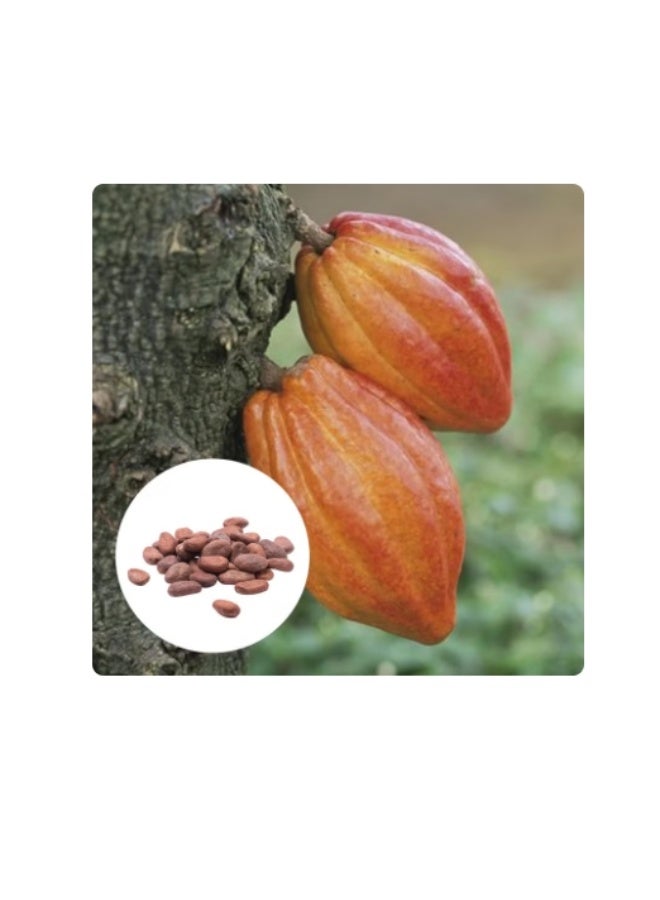 10 PCS Cacao Seeds Plant Seeds Beautiful High Germination Natural Theobroma Cacao Seeds for Lawns - Flower Seeds Vegetable Seeds Fruit Seeds Garden Plant Seeds for Planting - Image 1