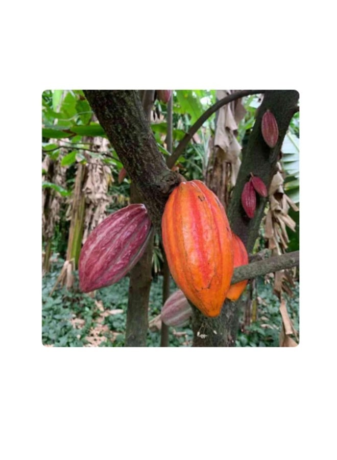 10 PCS Cacao Seeds Plant Seeds Beautiful High Germination Natural Theobroma Cacao Seeds for Lawns - Flower Seeds Vegetable Seeds Fruit Seeds Garden Plant Seeds for Planting - Image 3