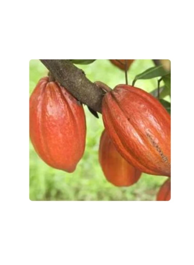 10 PCS Cacao Seeds Plant Seeds Beautiful High Germination Natural Theobroma Cacao Seeds for Lawns - Flower Seeds Vegetable Seeds Fruit Seeds Garden Plant Seeds for Planting - Image 2
