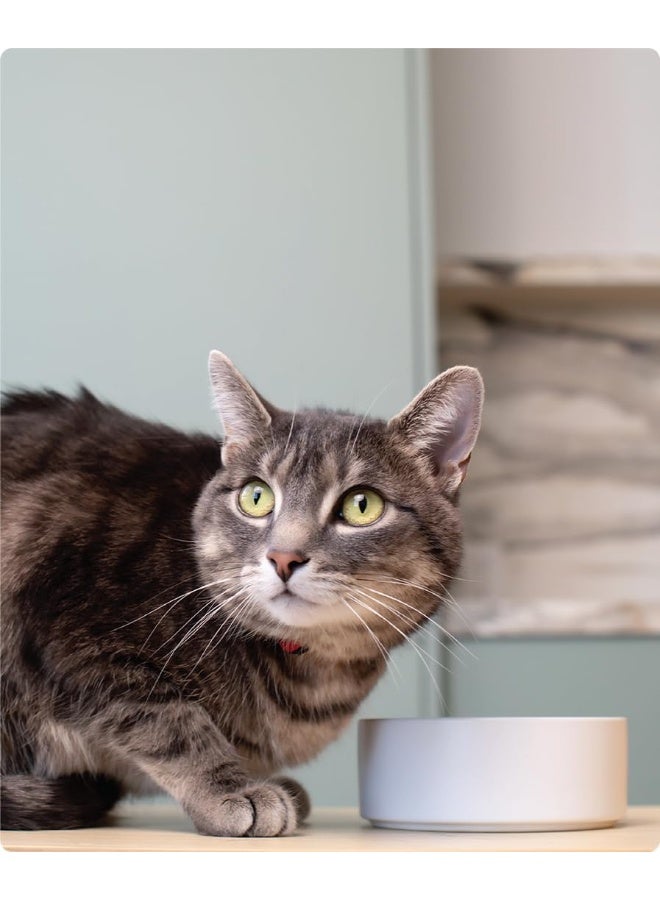 Open Farm Homestead Turkey Pate Wet Cat Food - 150G - Image 5