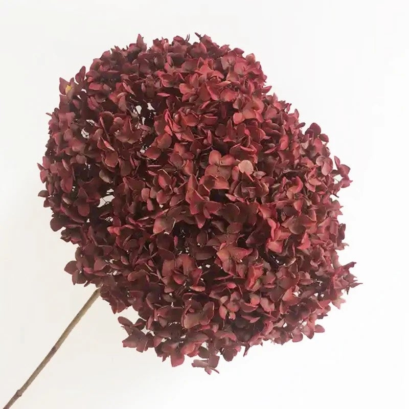 Bluejw Hot Preserved Dried Hydrangea Flowers – Bulky Anna Hydrangea Dried Plants for Wedding Decorations, Pagoda Style Long-Lasting Natural Dried Flower Arrangements - Image 1