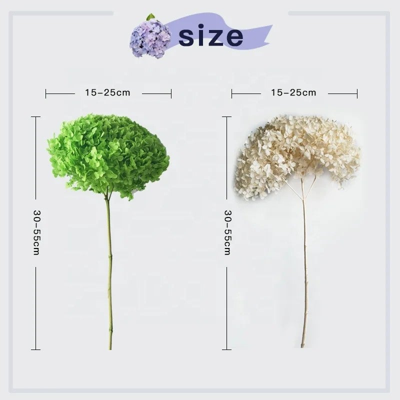 Bluejw Hot Preserved Dried Hydrangea Flowers – Bulky Anna Hydrangea Dried Plants for Wedding Decorations, Pagoda Style Long-Lasting Natural Dried Flower Arrangements - Image 4