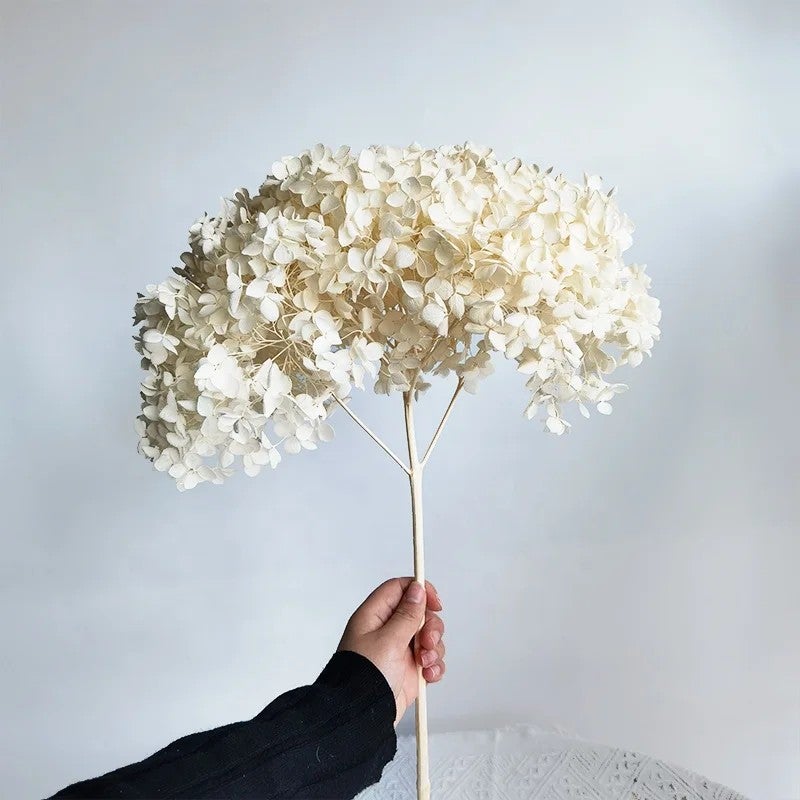 Bluejw Hot Preserved Dried Hydrangea Flowers – Bulky Anna Hydrangea Dried Plants for Wedding Decorations, Pagoda Style Long-Lasting Natural Dried Flower Arrangements - Image 5