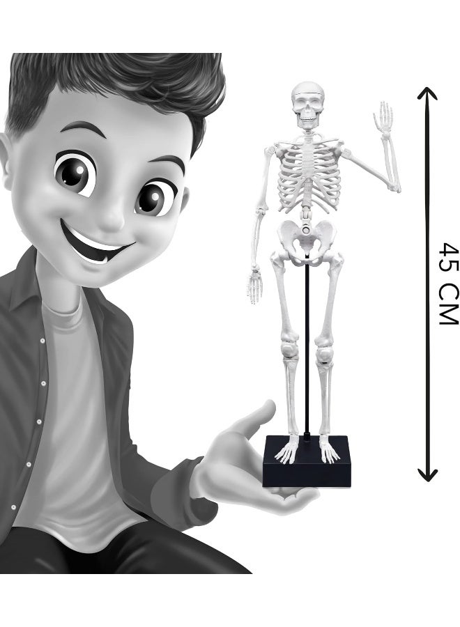 BUKI Giant Skeleton Kit (45 cm)  - Image 4
