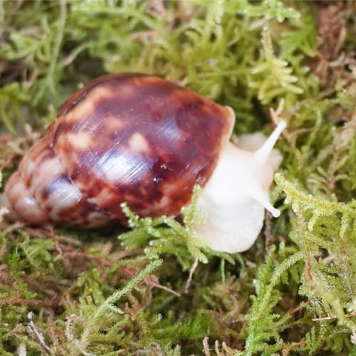 Begeterday Natural Moss for Pet Snails, Perfect Pet Snail Supplies for Maintain The Humidity Levels in The Enclosure - Image 4