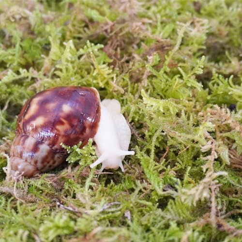 Begeterday Natural Moss for Pet Snails, Perfect Pet Snail Supplies for Maintain The Humidity Levels in The Enclosure - Image 3