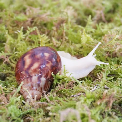 Begeterday Natural Moss for Pet Snails, Perfect Pet Snail Supplies for Maintain The Humidity Levels in The Enclosure - Image 2