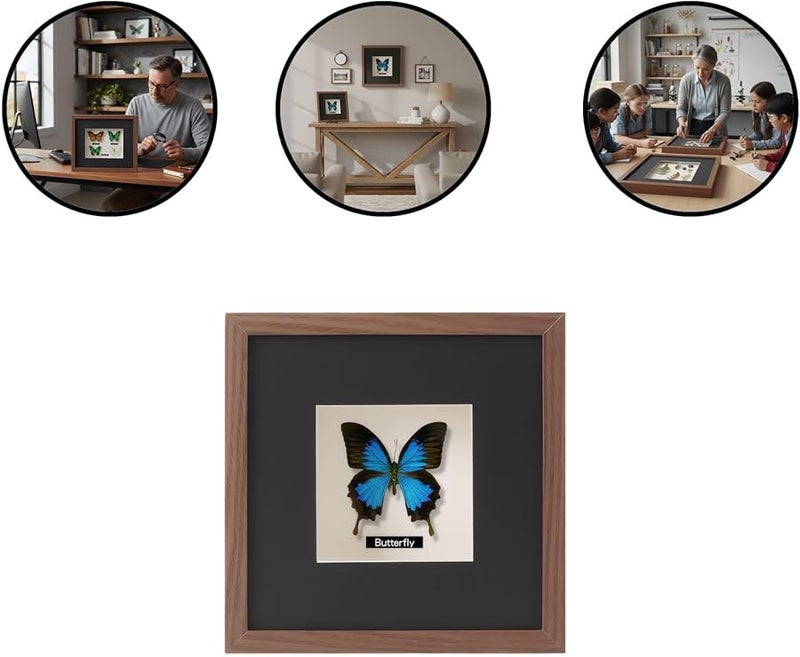 حالة عرض خشبية بلون الجوز للفراشات 7 99 × 10 بوصة مع حصيرة لهواة الجمع - Image 5