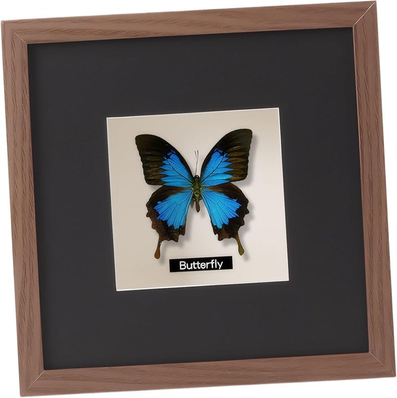 حالة عرض خشبية بلون الجوز للفراشات 7 99 × 10 بوصة مع حصيرة لهواة الجمع - Image 2