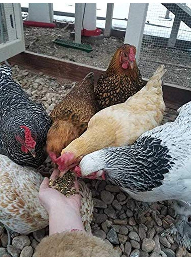سمول بيت سليكت علف دجاج بيطري من سمول بيت سيليكت، غير معدل وراثيًا، خالٍ من الذرة والصويا، 18% بروتين، 10 أرطال - Image 2