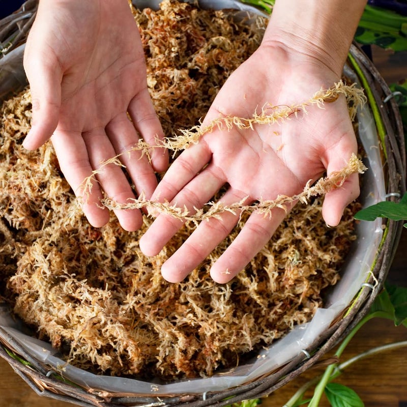 SuperMoss SuperMoss (22325) Orchid Sphagnum Moss Dried, Natural, 1 Pound Mini Bale  - Image 5