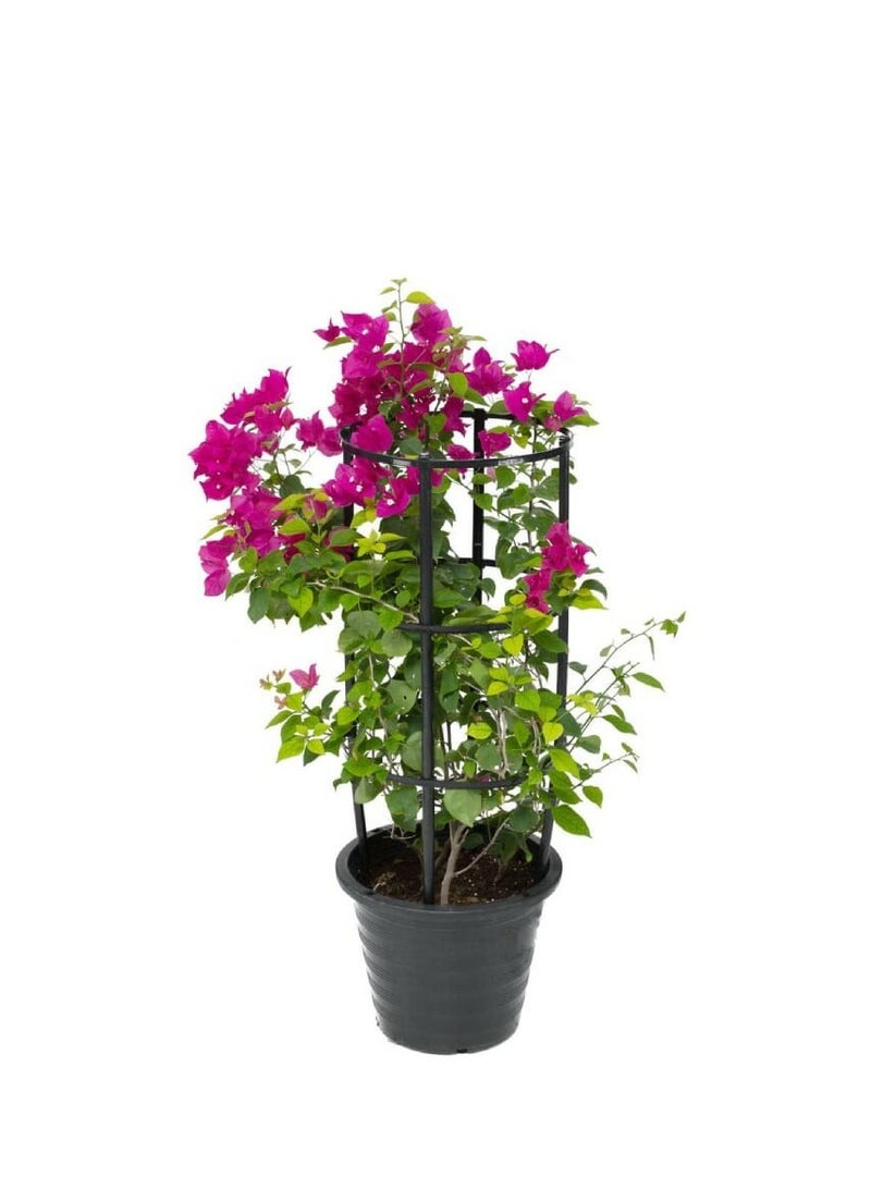 Bougainvillea 60-80 CM | Fresh Plants (Assorted Color) - Image 1