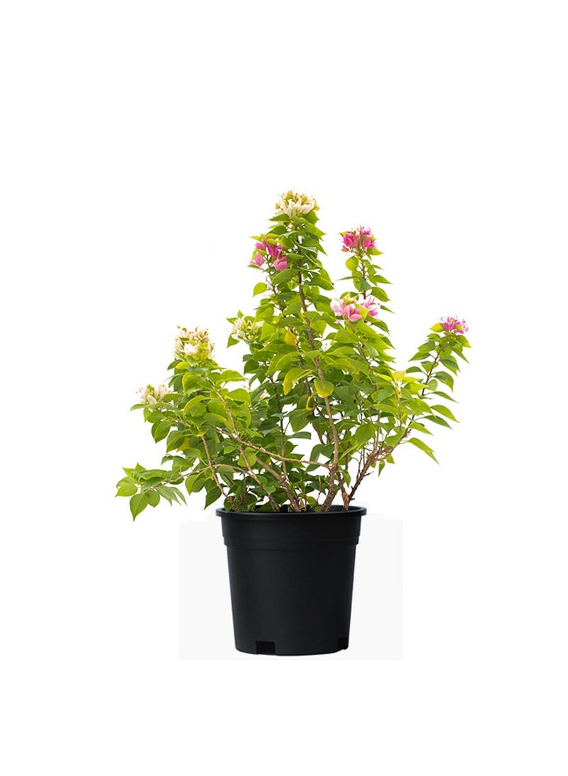 Bougainvillea 60-80 CM | Fresh Plants (Assorted Color) - Image 2