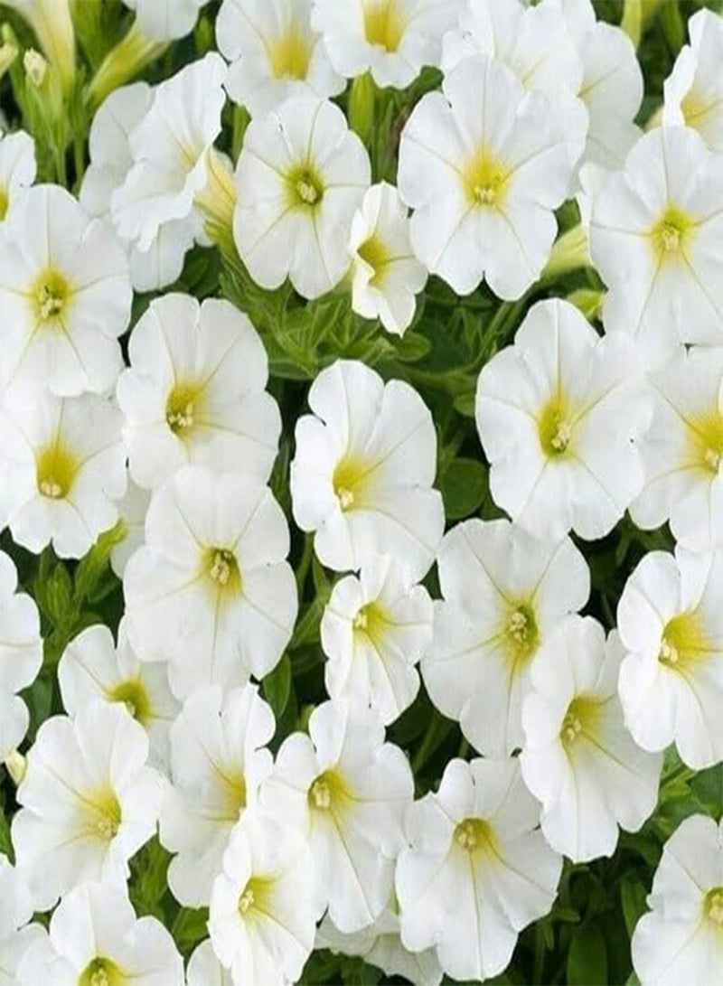 جي جوت 10 قطع من بذور زهرة البتونيا البيضاء - Image 2