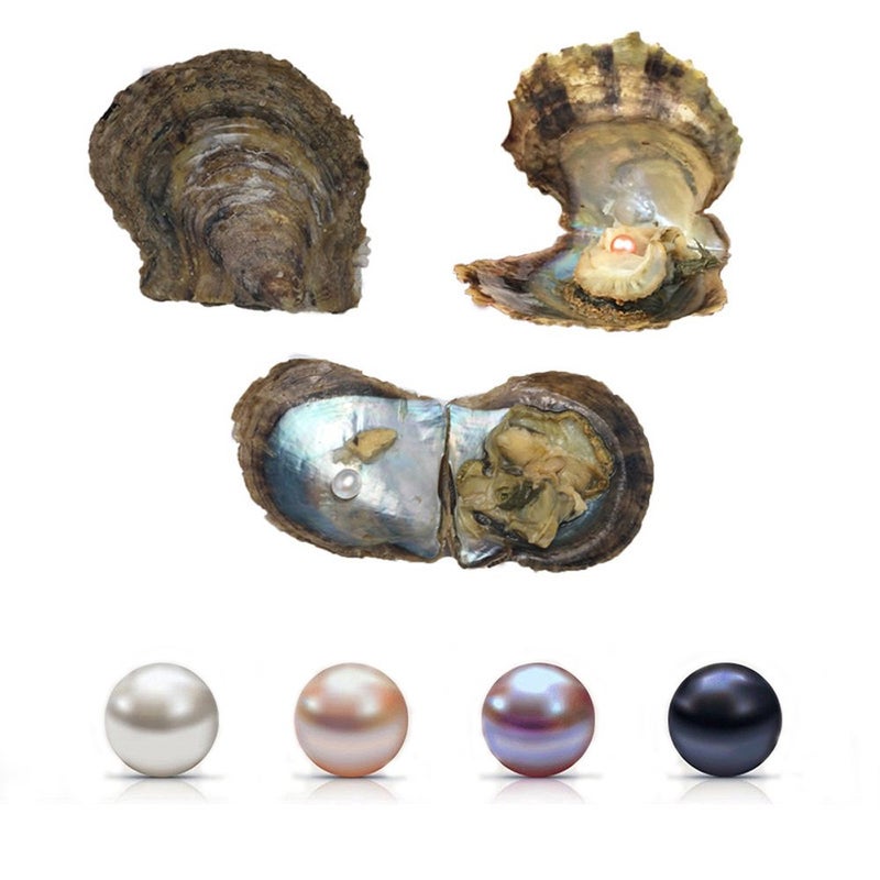 4PC Saltwater Love Wish Akoya Pearl Oyster with Pearls Inside 68mm 4PC