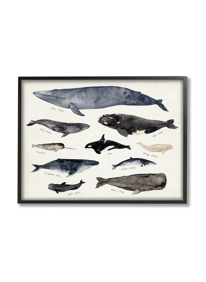 Stupell Industries - Vintage Nautical Chart Of Whales Ocean Life - Image 1