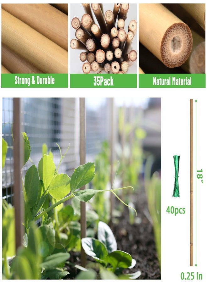 POLIUMB 35Pcs Plant Stakes,Premium Natural Bamboo Garden Stakes,Bamboo Sticks Support for Indoor and Outdoor Plants,Tomato,Vegetables Beans,Potted and Climbing Plants - Image 3