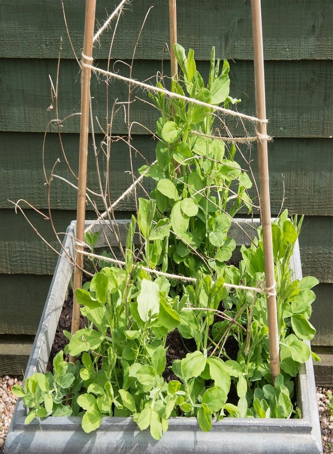 POLIUMB 35Pcs Plant Stakes,Premium Natural Bamboo Garden Stakes,Bamboo Sticks Support for Indoor and Outdoor Plants,Tomato,Vegetables Beans,Potted and Climbing Plants - Image 5