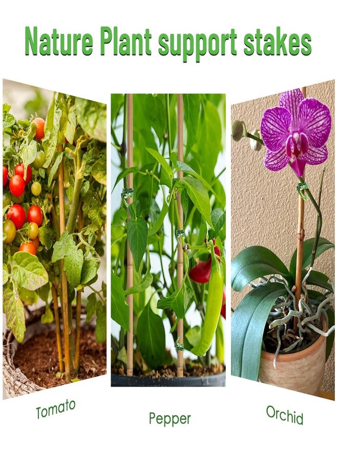 POLIUMB 35Pcs Plant Stakes,Premium Natural Bamboo Garden Stakes,Bamboo Sticks Support for Indoor and Outdoor Plants,Tomato,Vegetables Beans,Potted and Climbing Plants - Image 4