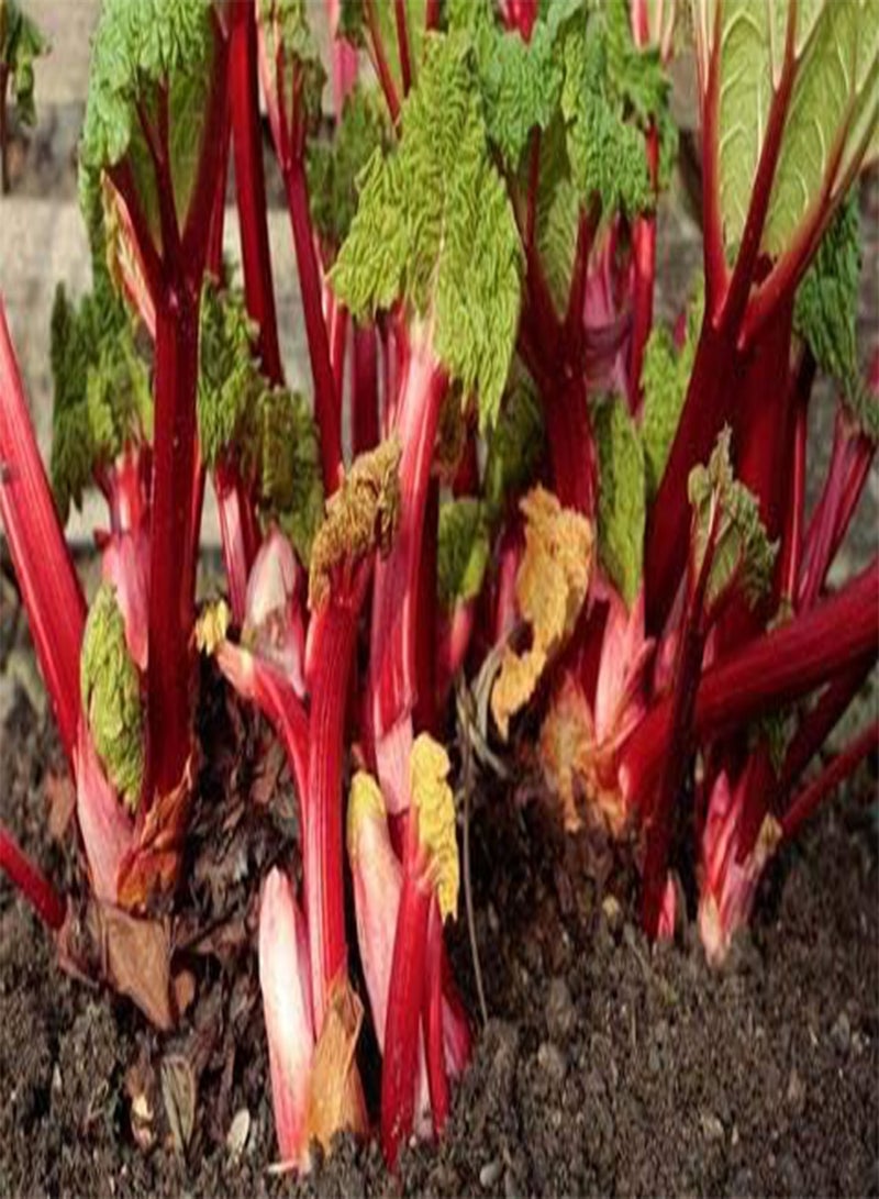 GGOOT 60 Rhubarb Perennial Fruit Seeds - Image 2