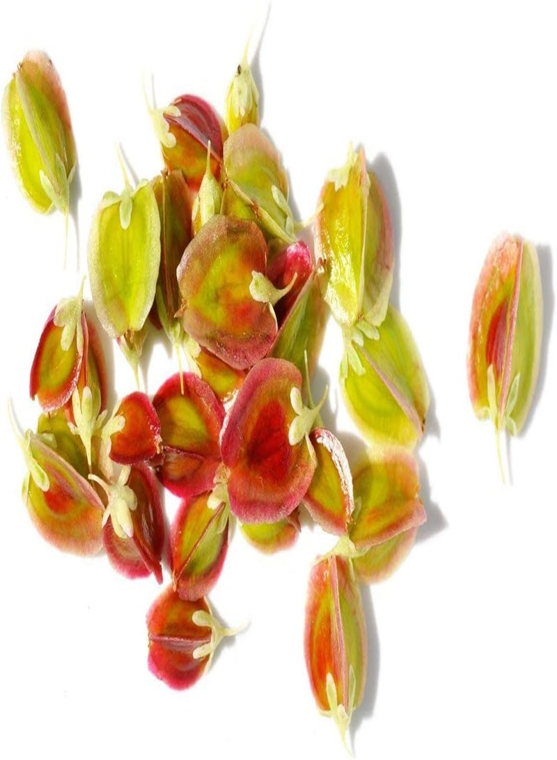 GGOOT 60 Rhubarb Perennial Fruit Seeds - Image 3