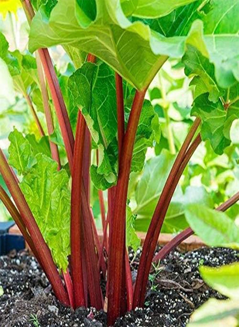 GGOOT 60 Rhubarb Perennial Fruit Seeds - Image 1