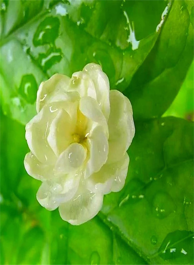 جي جوت بذور الياسمين المعطرة/برائحة ساحرة/بذور زهرة نقية جميلة للغاية/بذور حية لطيفة موروثة/زراعة عطرية بسيطة - 200 قطعة - Image 1