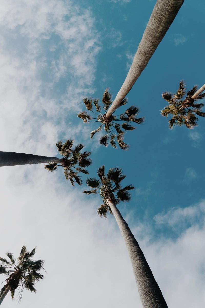 Summit Designs Palm Trees Sky Wall Art Print 11x14 - Tropical Clouds Blue Sky Photography - Unframed Beach Paradise Boho Minimalist Coastal Florida Hawaii California Decor - Image 1