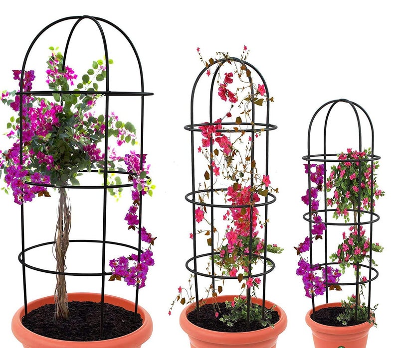 Meena Enterprises GT Pack of 3 Diffrent Type Heavy Gauge Plant Support,plant straightener,plant support sticks,Plant Climb,creeper plant support,money plant support stand,plant climbing support,support sticks for plants (Plant Support A) - Image 1