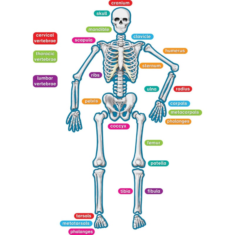Teacher Created Resources - 77241 Human Skeleton Magnetic Accents 33" x 10" x 9.1" - Image 3