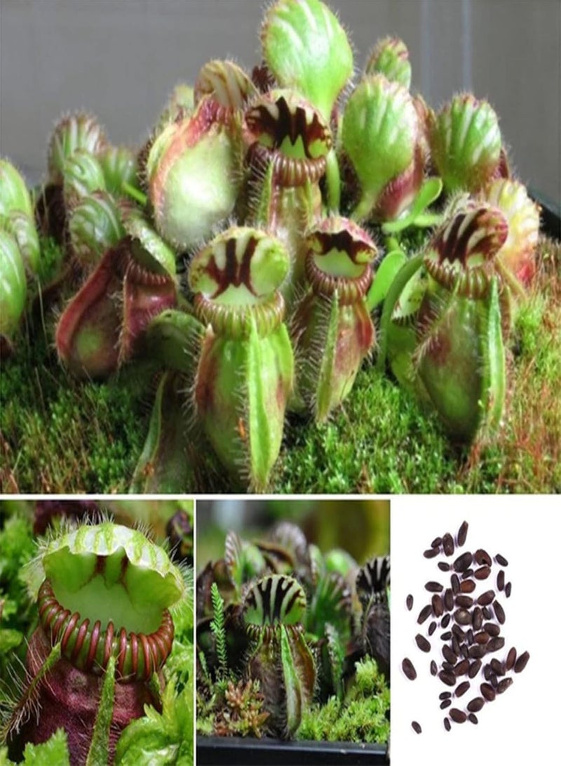 جي جوت 10 قطع من بذور مصيدة الذباب، أصيص بونساي للشرفة، نبات حشري، ديكور حديقة الزهور - بذور مصيدة الذباب - Image 1
