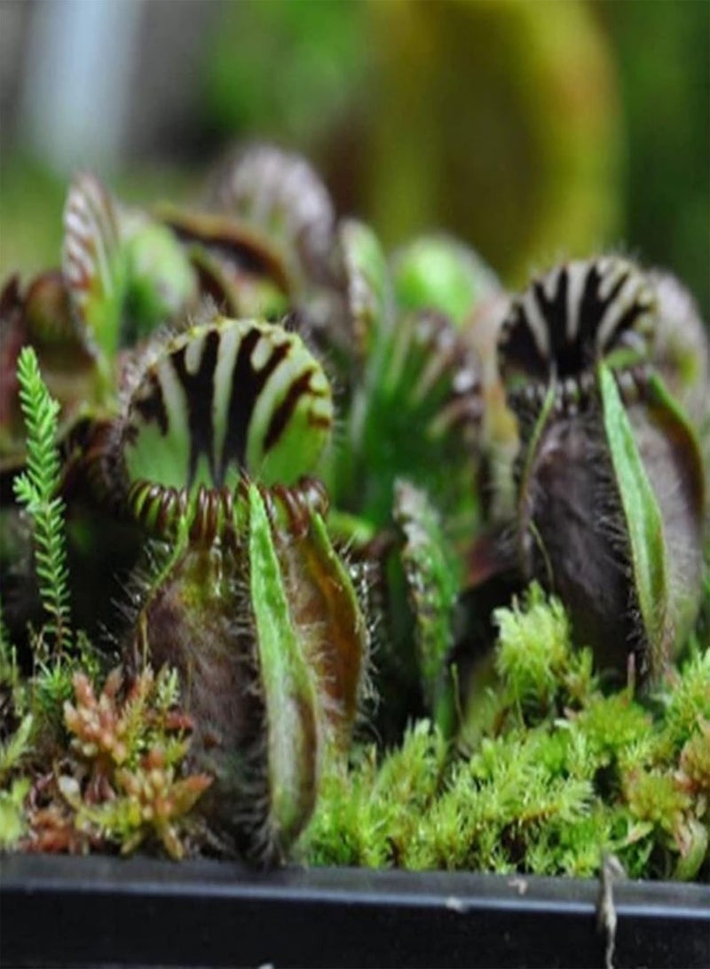 جي جوت 10 قطع من بذور مصيدة الذباب، أصيص بونساي للشرفة، نبات حشري، ديكور حديقة الزهور - بذور مصيدة الذباب - Image 4