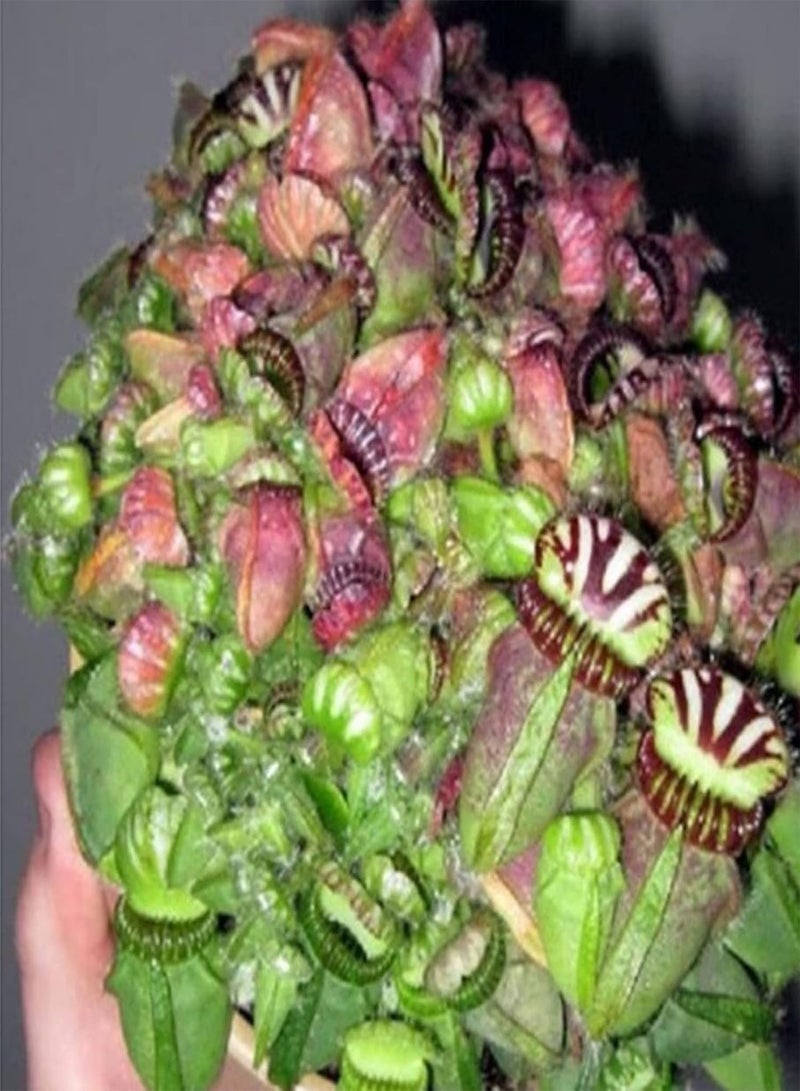 جي جوت 10 قطع من بذور مصيدة الذباب، أصيص بونساي للشرفة، نبات حشري، ديكور حديقة الزهور - بذور مصيدة الذباب - Image 5