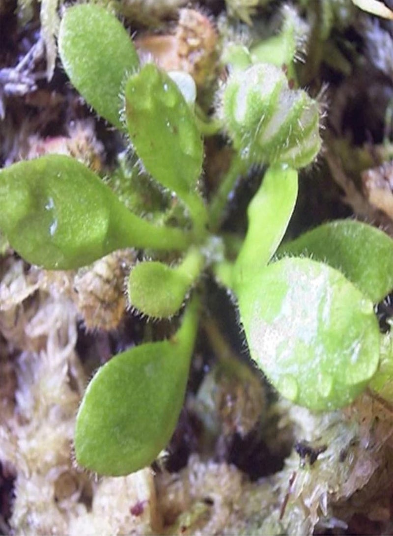 جي جوت 10 قطع من بذور مصيدة الذباب، أصيص بونساي للشرفة، نبات حشري، ديكور حديقة الزهور - بذور مصيدة الذباب - Image 2