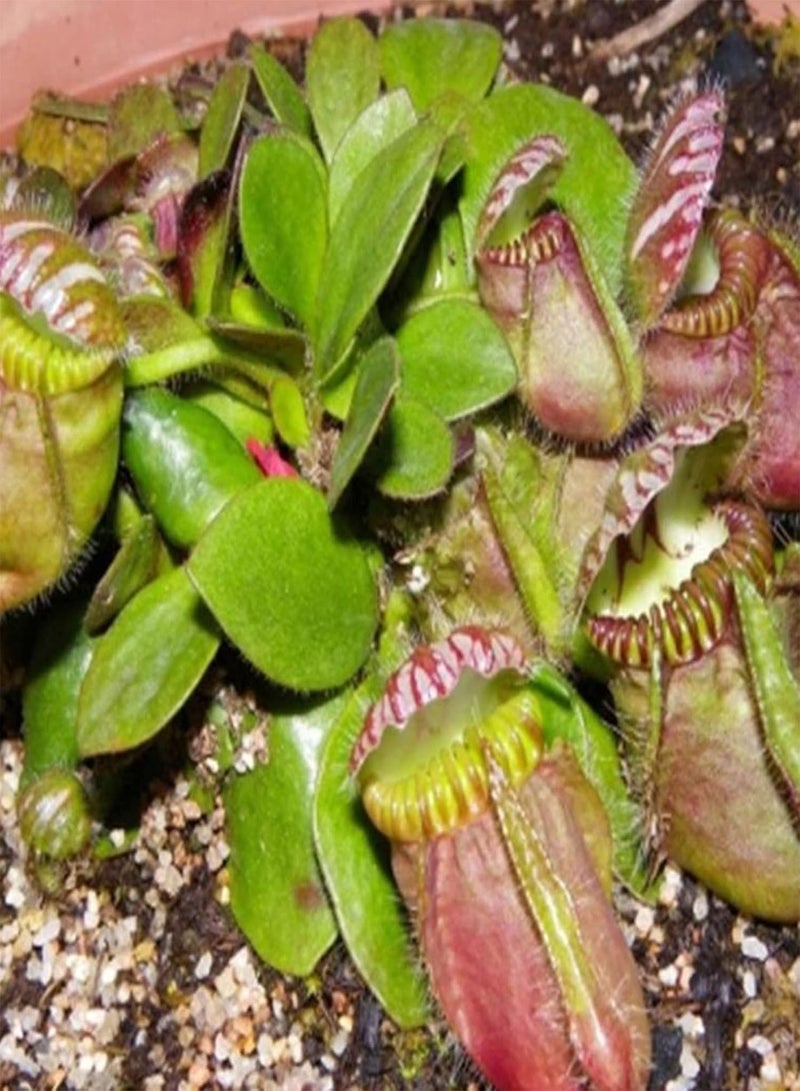 جي جوت 10 قطع من بذور مصيدة الذباب، أصيص بونساي للشرفة، نبات حشري، ديكور حديقة الزهور - بذور مصيدة الذباب - Image 3