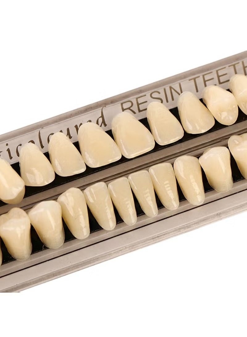 Composite Resin Teeth，28 Pieces False Teeth，Whole Teeth Synthetic Polymer Denture Teeth，23 Shade A2 Upper + Lower Dental Materials for Replacement - Image 3