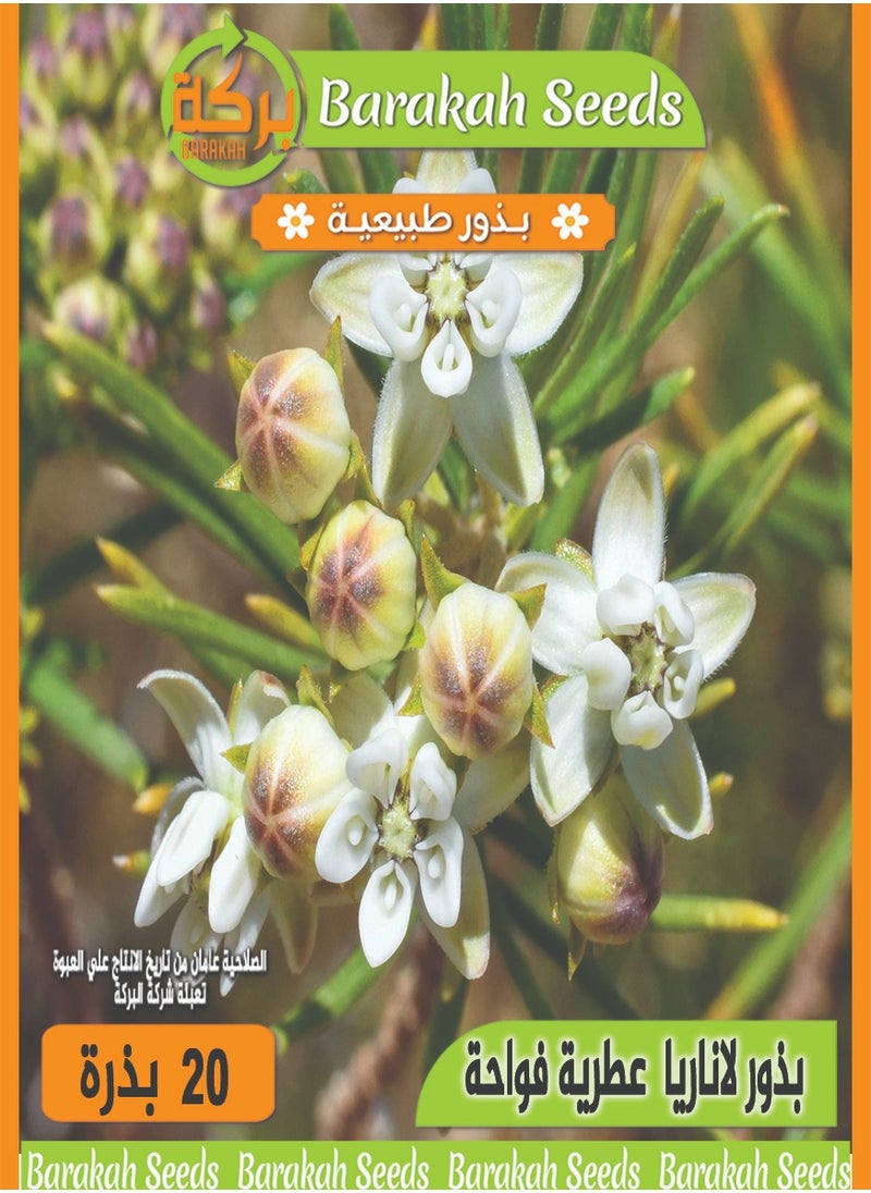 Generic High germination rate flower seeds - aromatic - Lanaria flower 