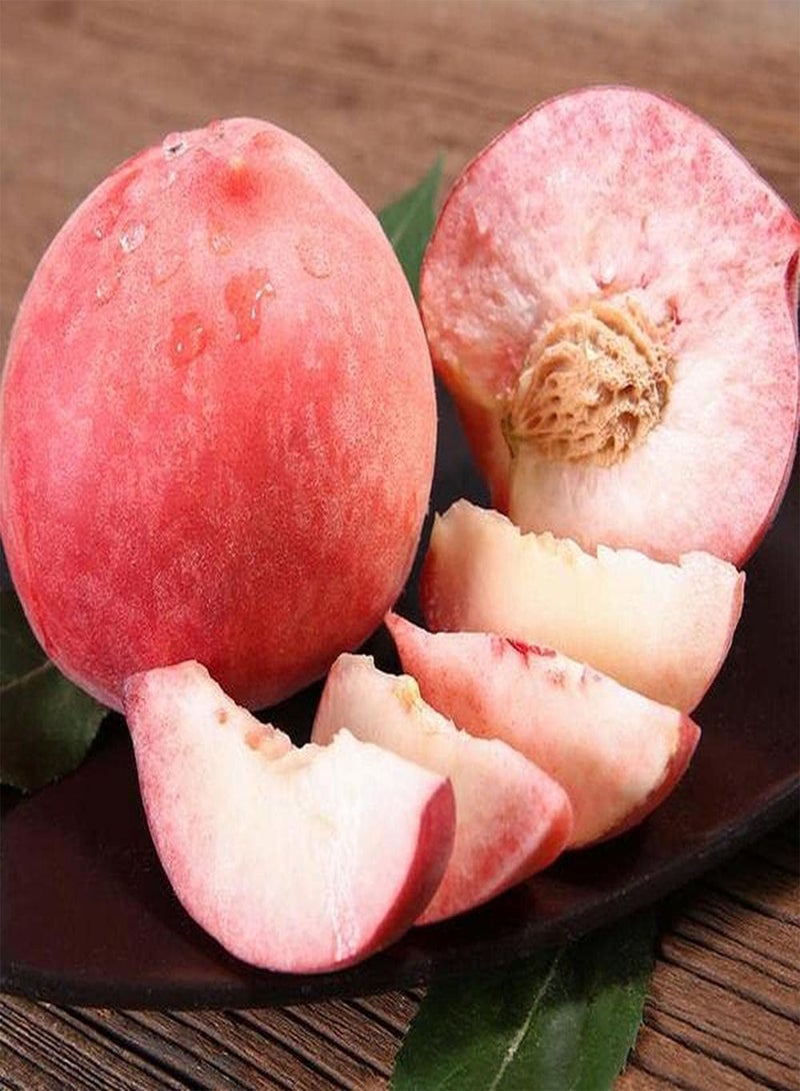 GGOOT 5Pcs Peach Seeds Nutritious Delicious Common Fruit Trees Planted Throughout The Year Strong Adaptability Easy Care Rapid Growth - Image 2