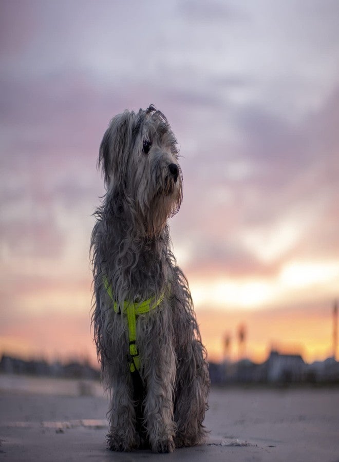 Rogz Reflective Step-in Adjustable Harness for Small Dogs; matching collar and lead available, Red - Image 4