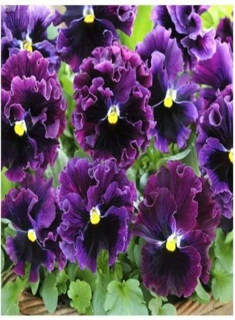 GGOOT Flower - Pansy Winter Flowering Frizzle Sizzle F1 Mixed- 5 Premium Seeds -1st