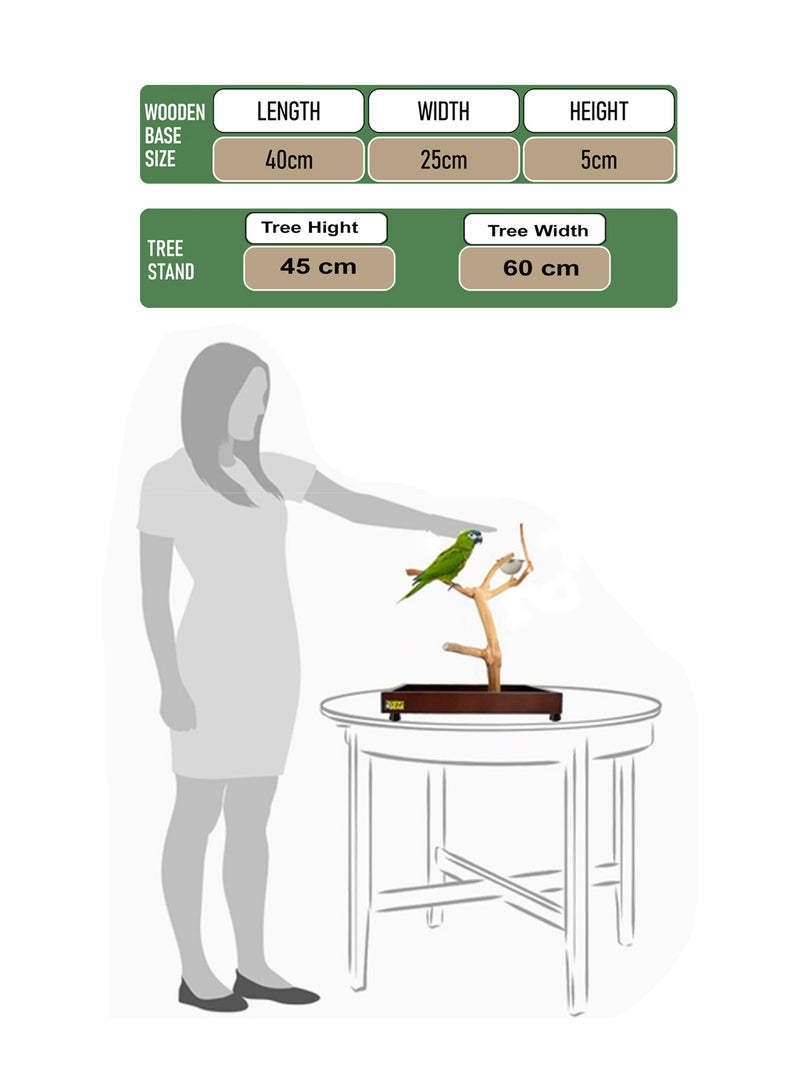 CHEWY BEAK Bird Stand Table Top Natural wooden Parrot Play Stand Indonesian Java wood Tree Perches with Stainless steel feeder small size - Image 2